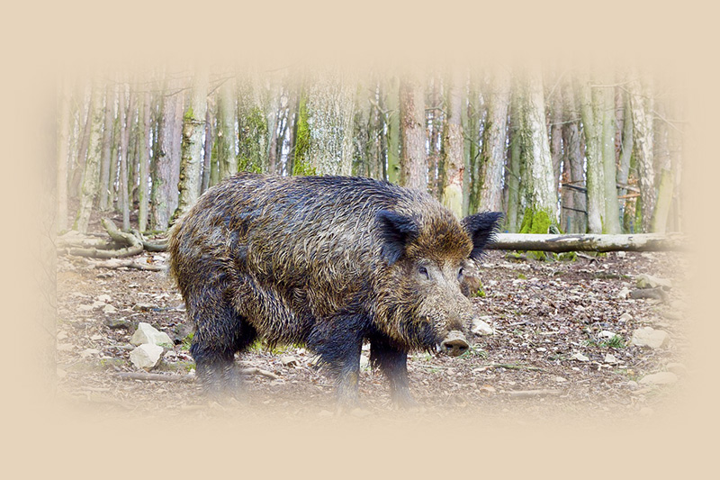 Cinghiale Cinghiale